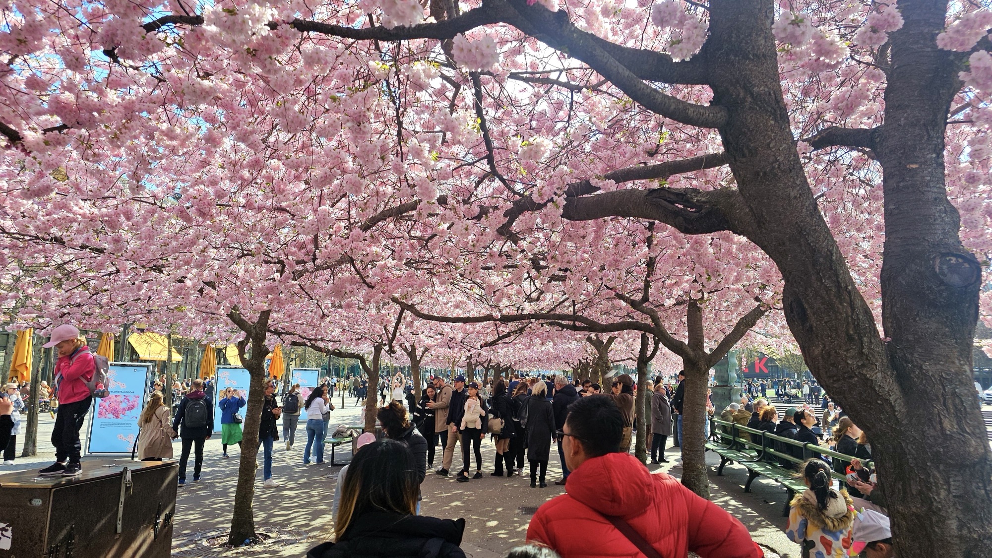 Sweden In April Day 2,638 of Traveling the World | Stockholm, Sweden | April 23, 2025 ...